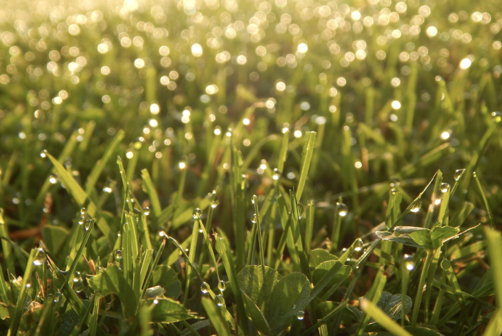 Protect your Drain Field with grass after a plumber finishes your Septic Tank Installation